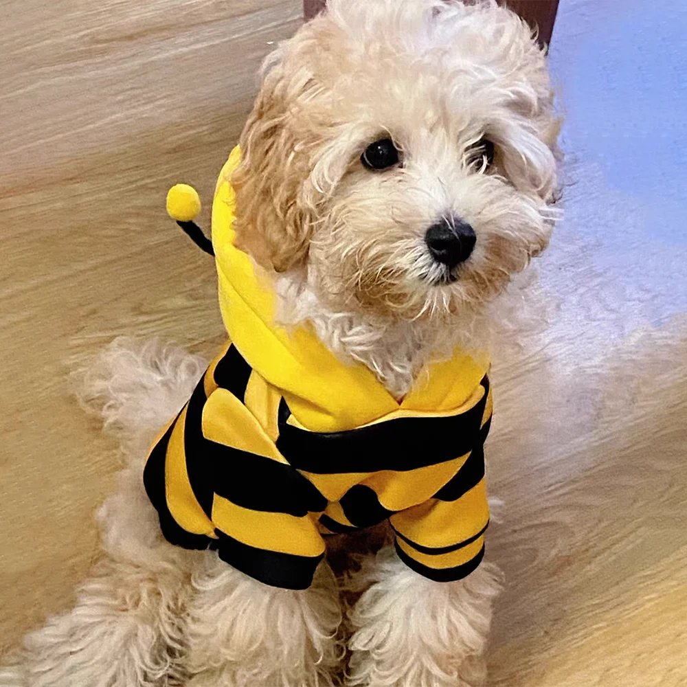 Disfraz De Abeja Para Gato